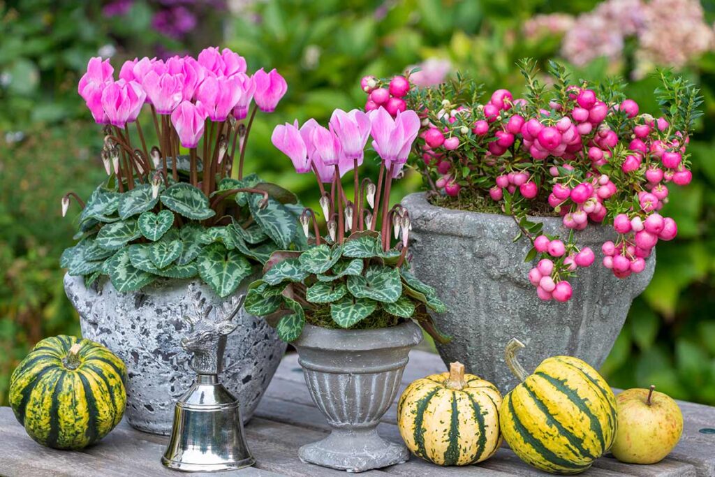 Fiori autunnali per giardino e balcone: varietà e idee da copiare