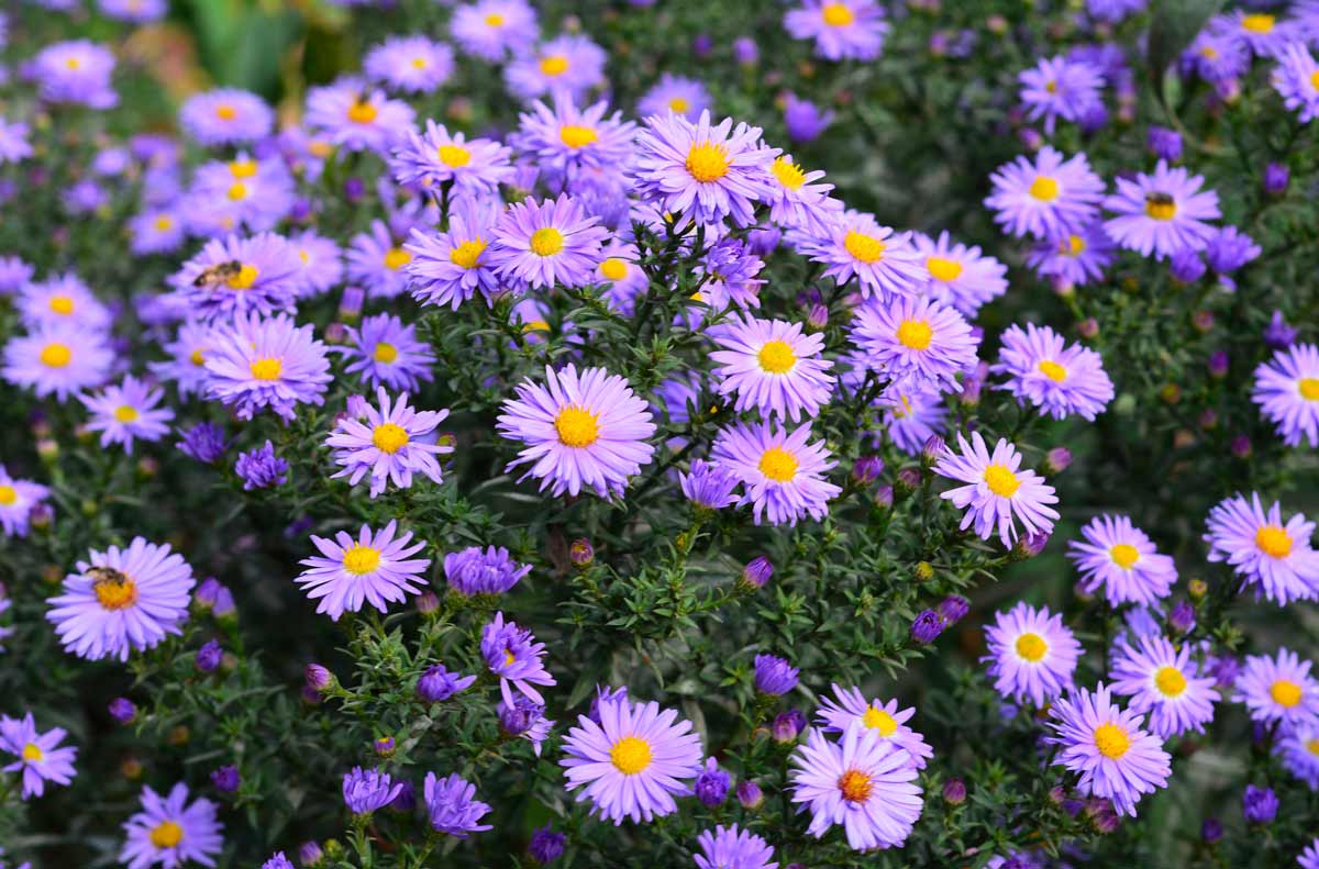 aster autunnali
