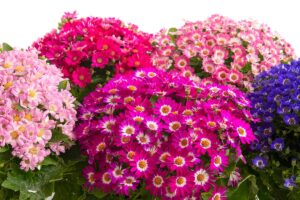fiori ornamentali autunnali
