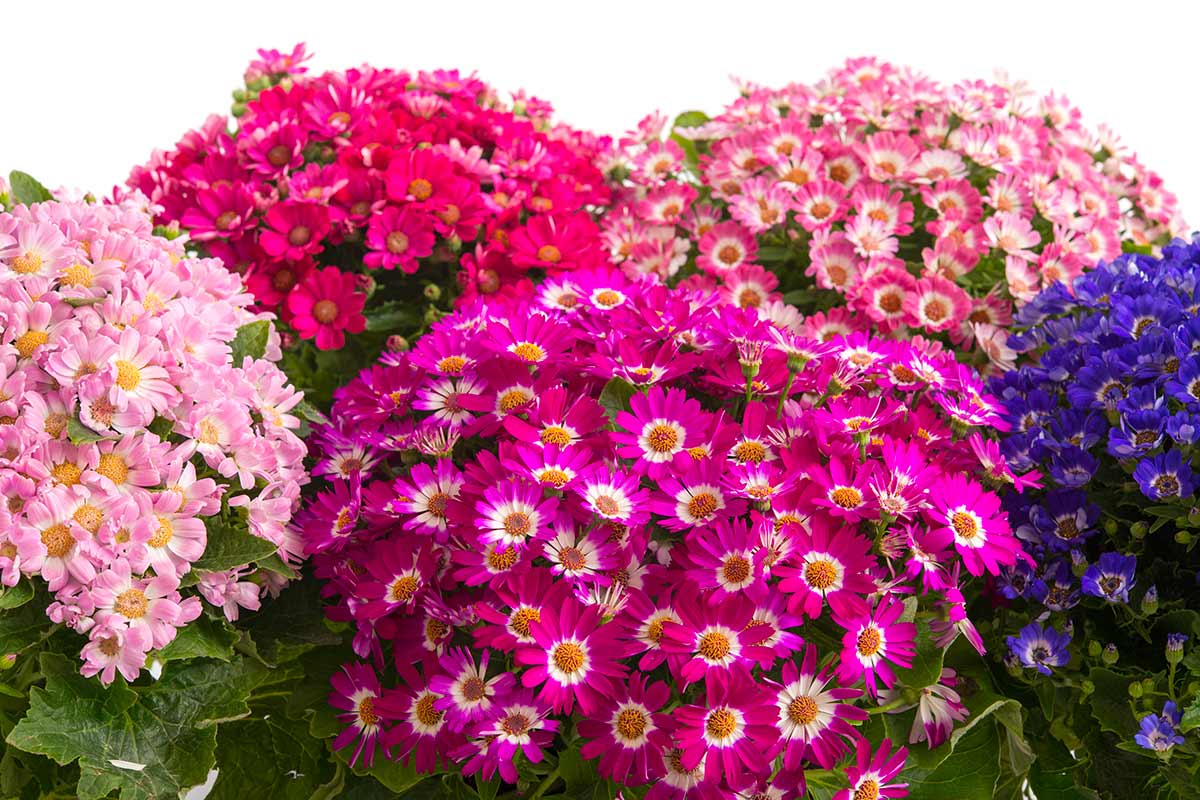fiori ornamentali autunnali