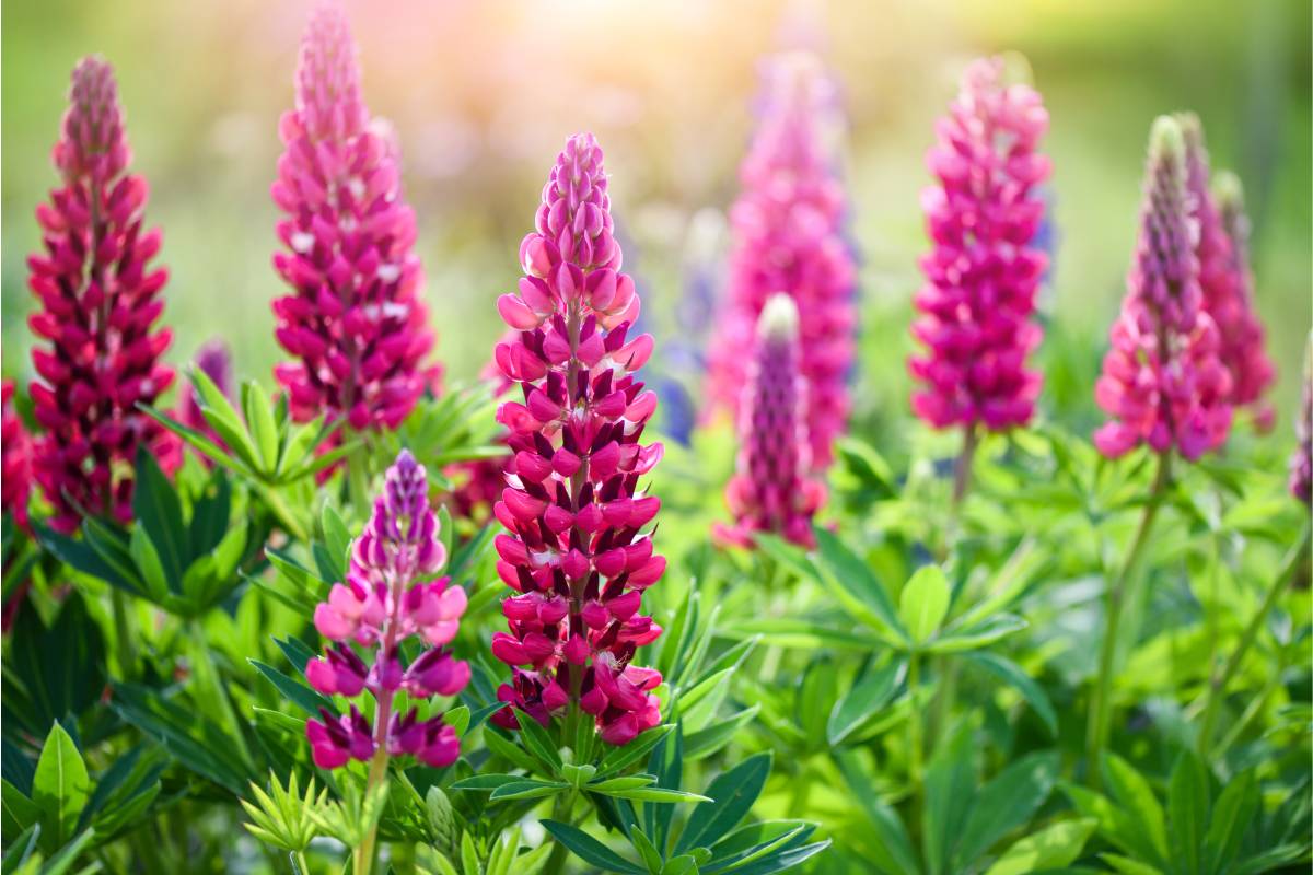 Fiori che si possono ancora seminare a settembre