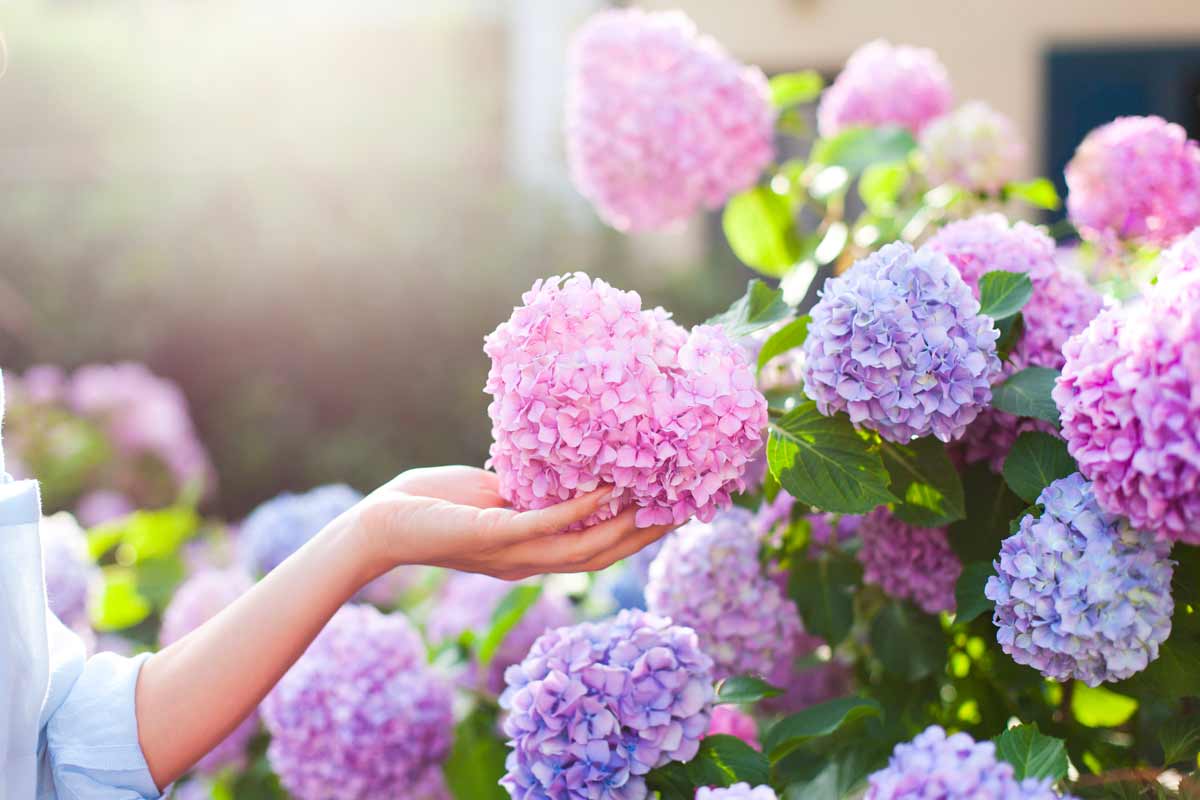 come coltivare le ortensie