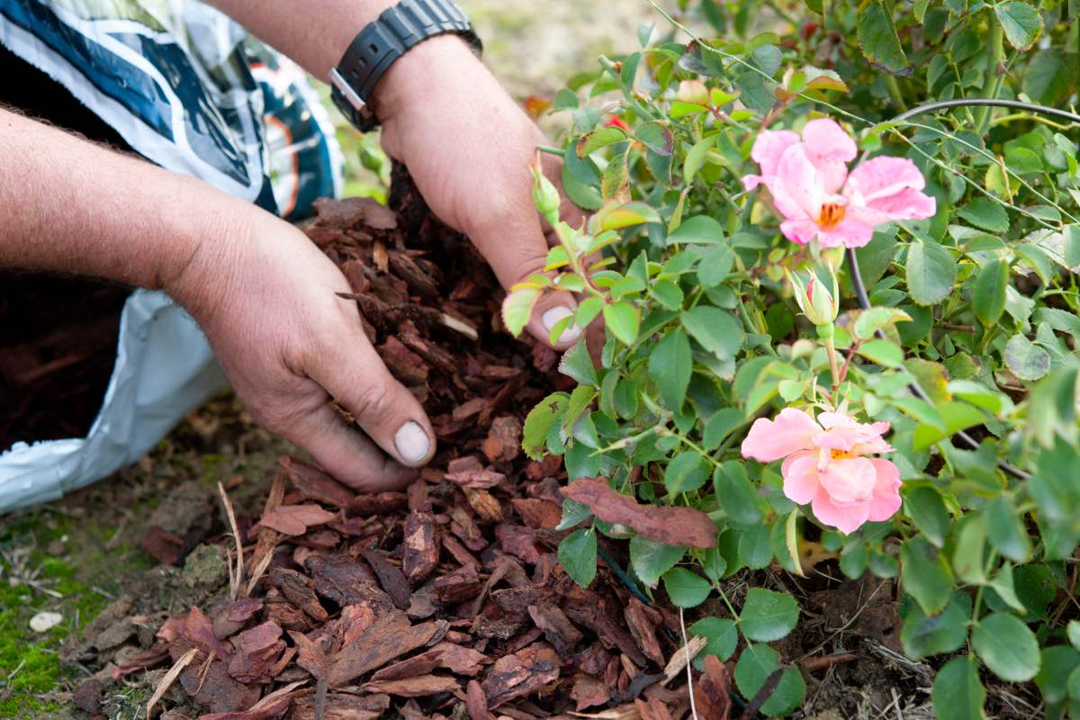 Curare le rose nel cambio di stagione