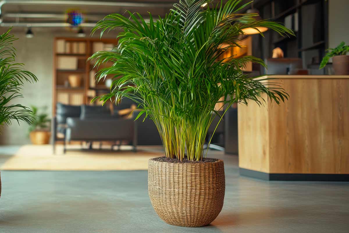 pianta da interno, Areca