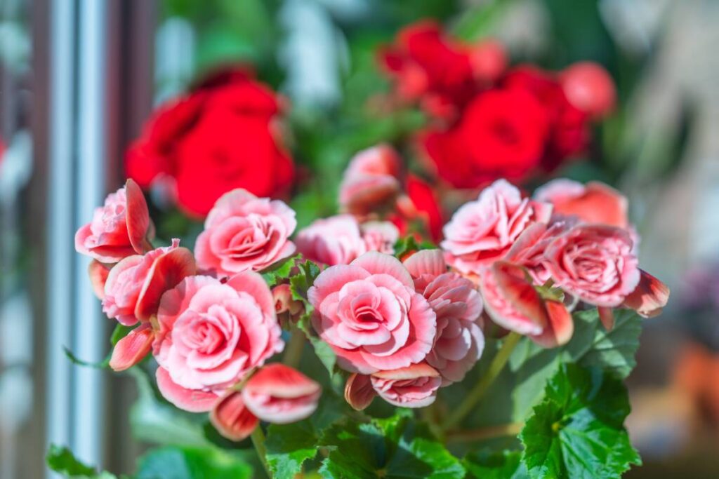 Begonie rosse e rosa