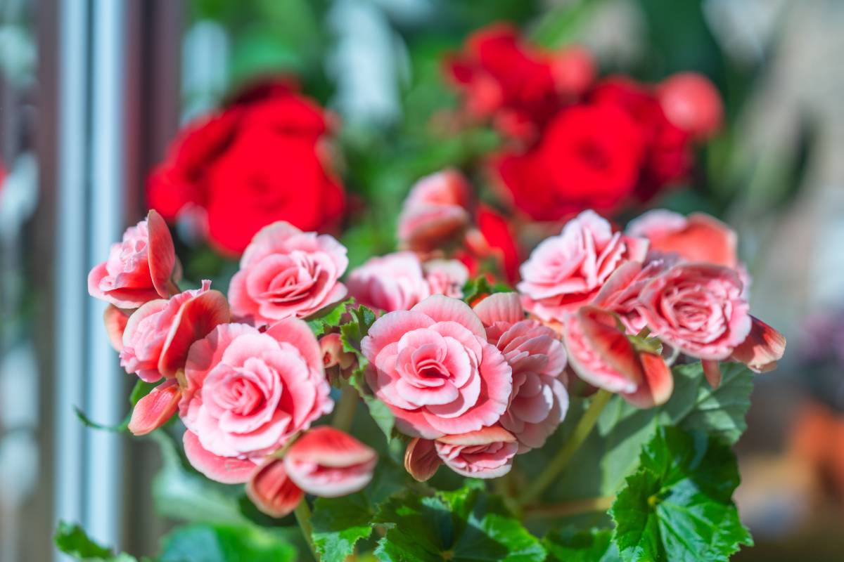 Begonie rosse e rosa