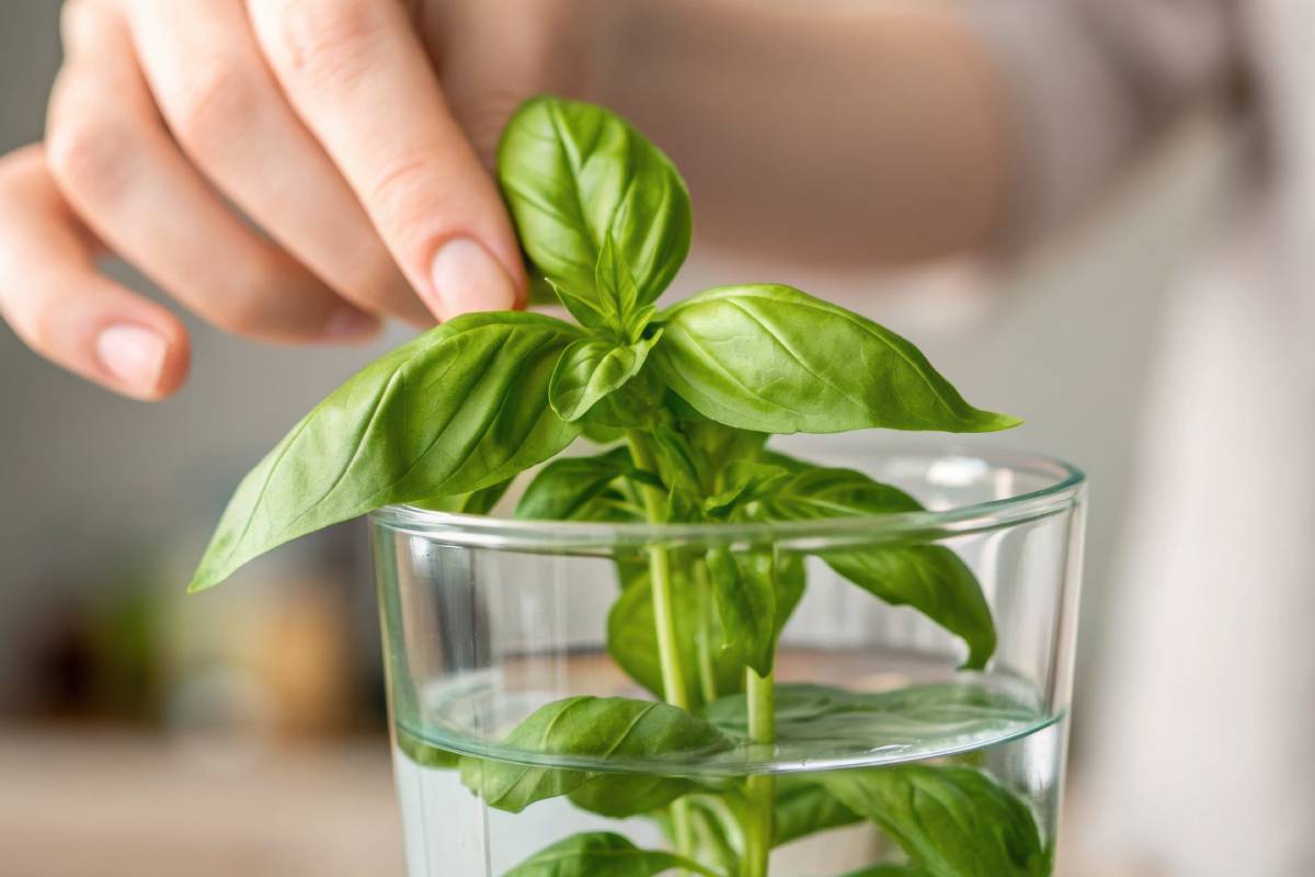 Tale di basilico: propagazione del basilico del balcone