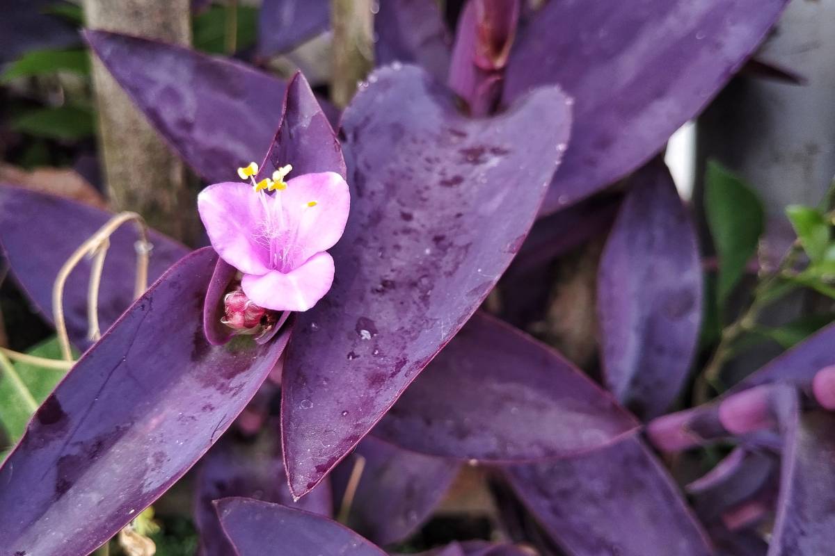 Tradescantia Pallida