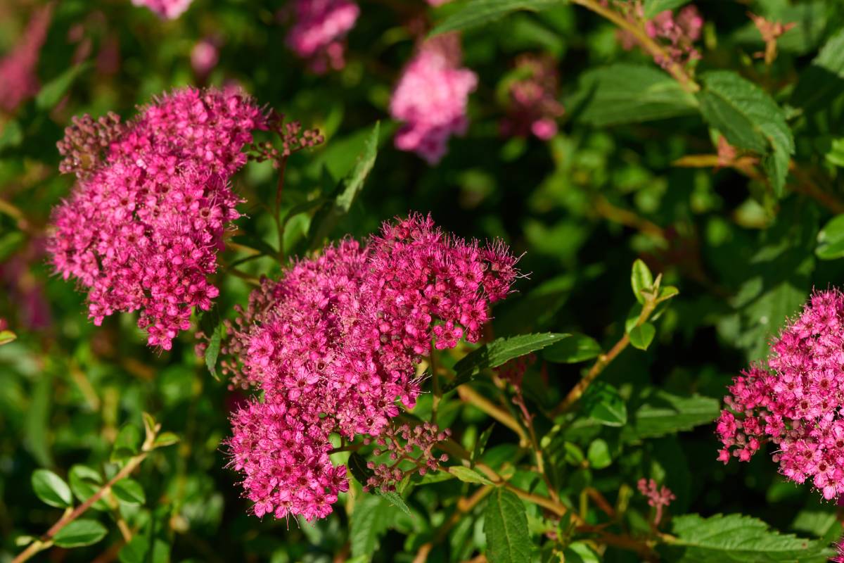 Spirea japonica