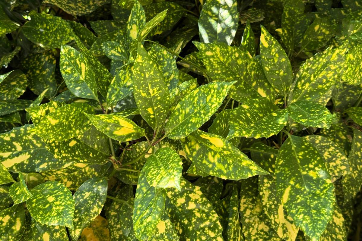 Aucuba japonica
