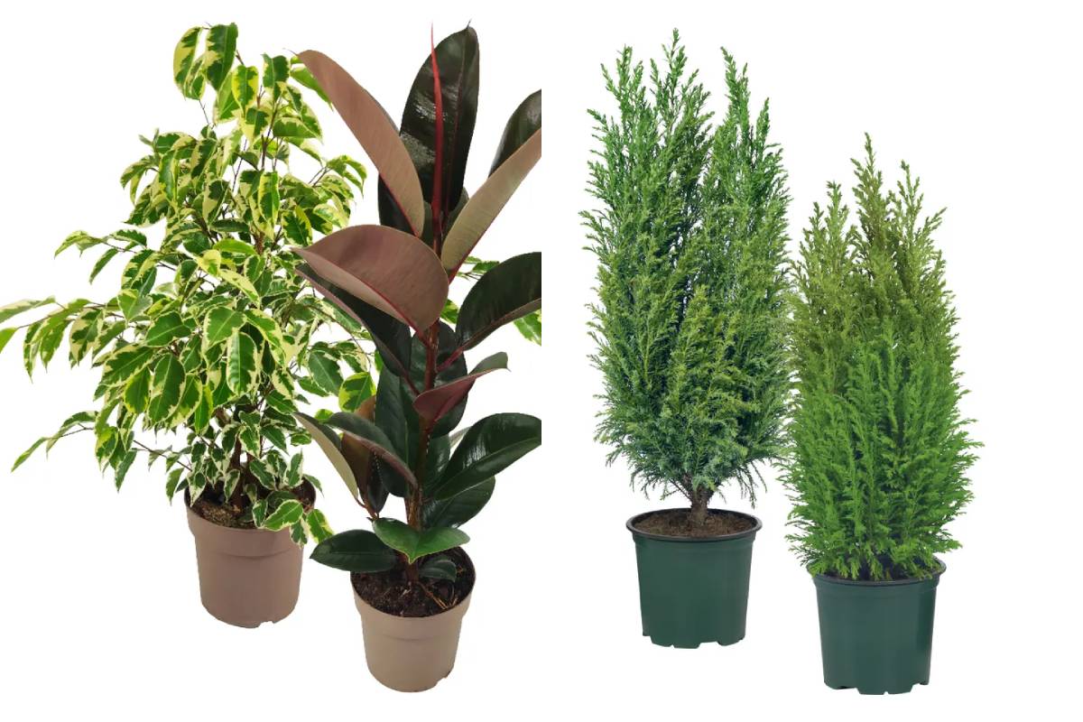 Ficus e conifere