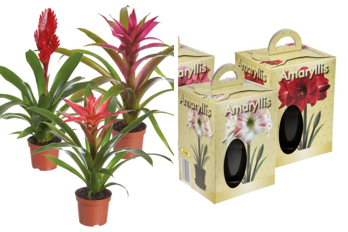 Bromelia e Amaryllis in vaso