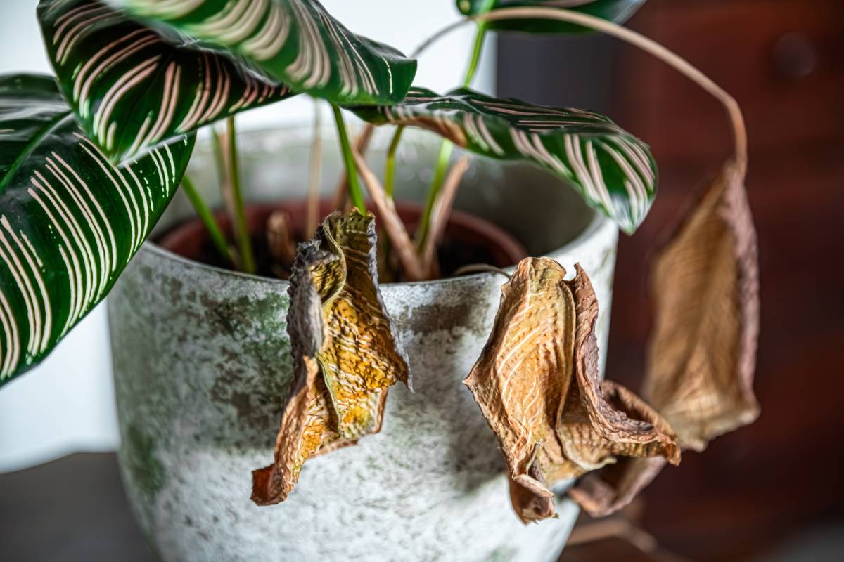 Calathea con foglie secche