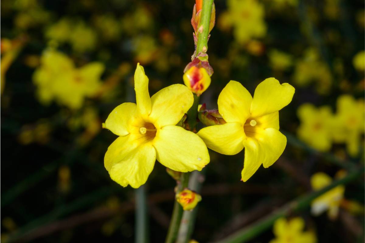 Jasminum nudiflorum