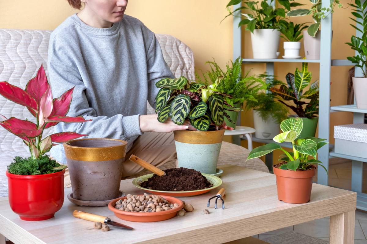 Rinvaso della calathea