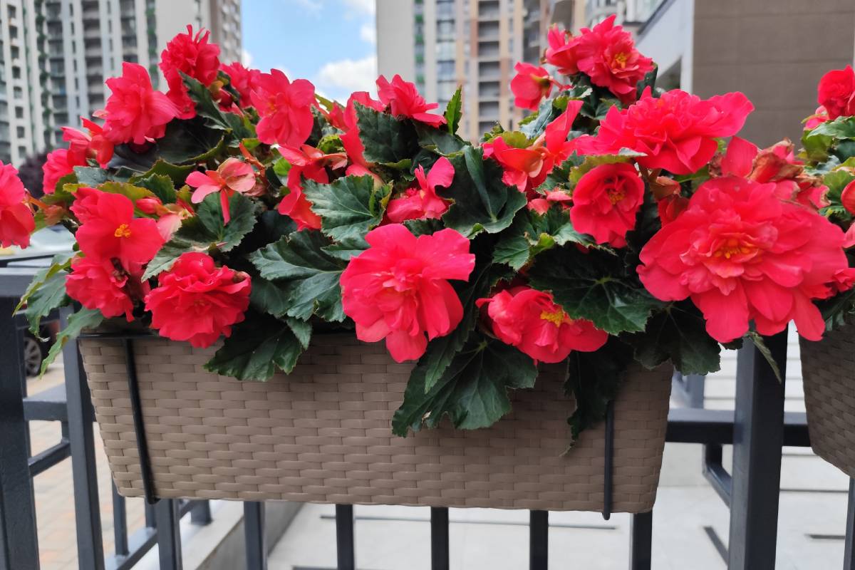 Begonie rosse in balcone