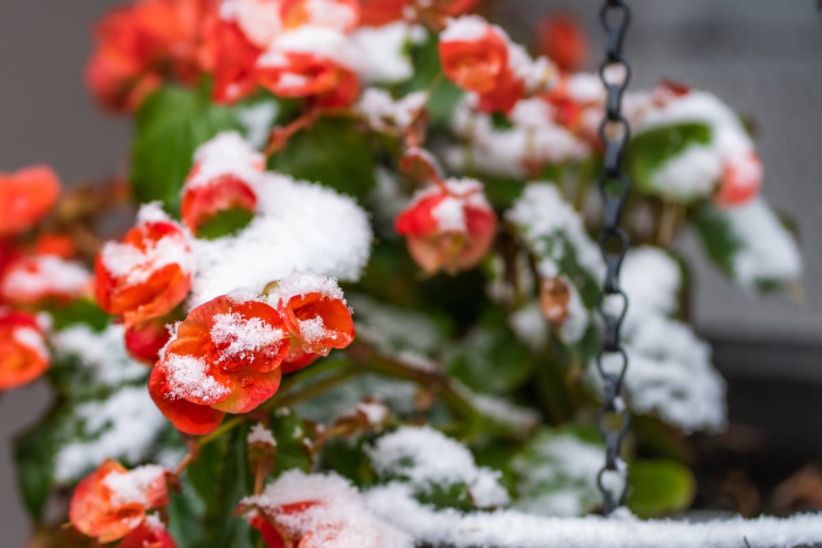 Begonie cosparse di neve