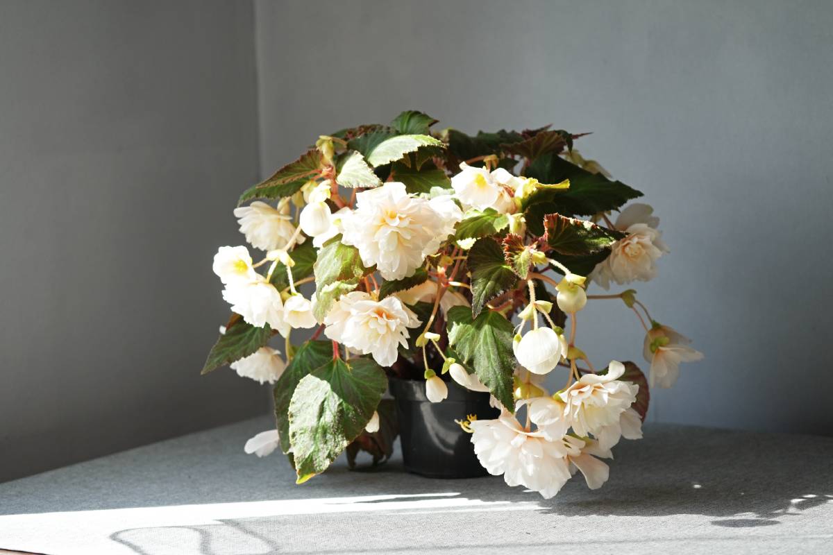 Begonia molle