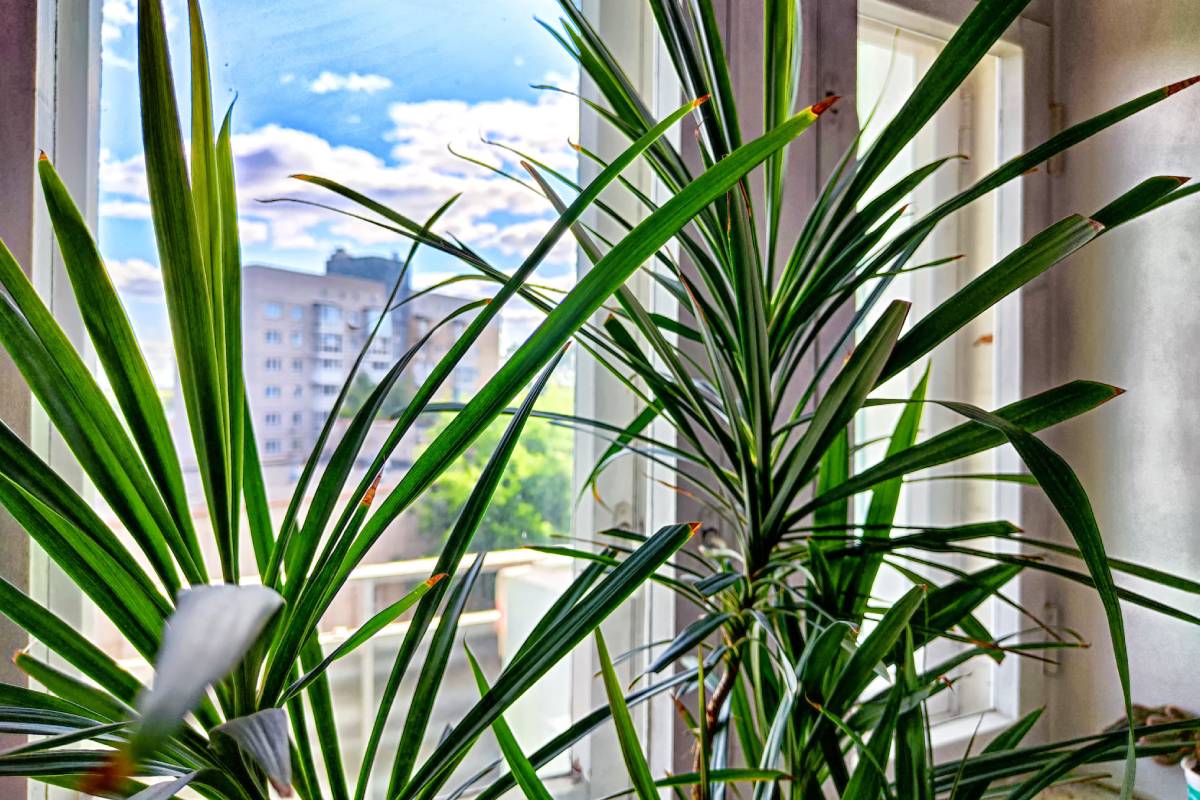 Dracaena davanti ad una finestra