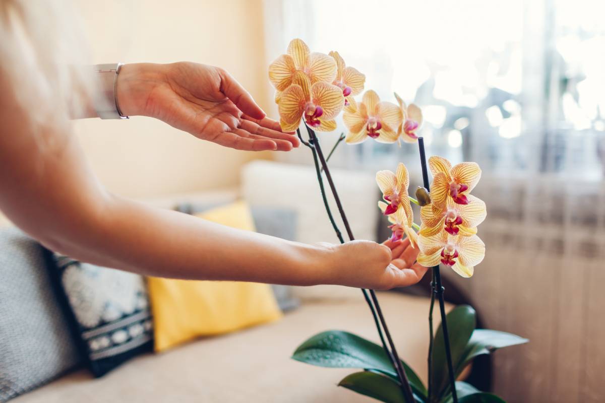 Donna che controlla le orchidee