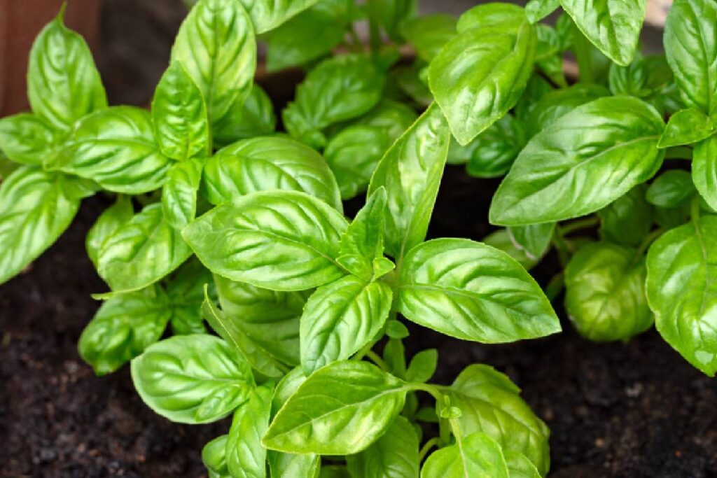 Pianta di basilico rinvasata per proteggerla dal freddo