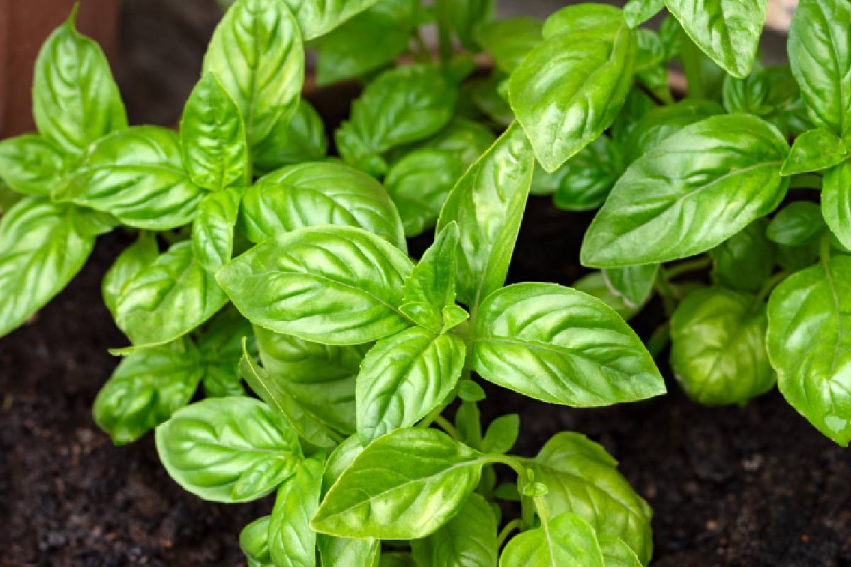 Pianta di basilico