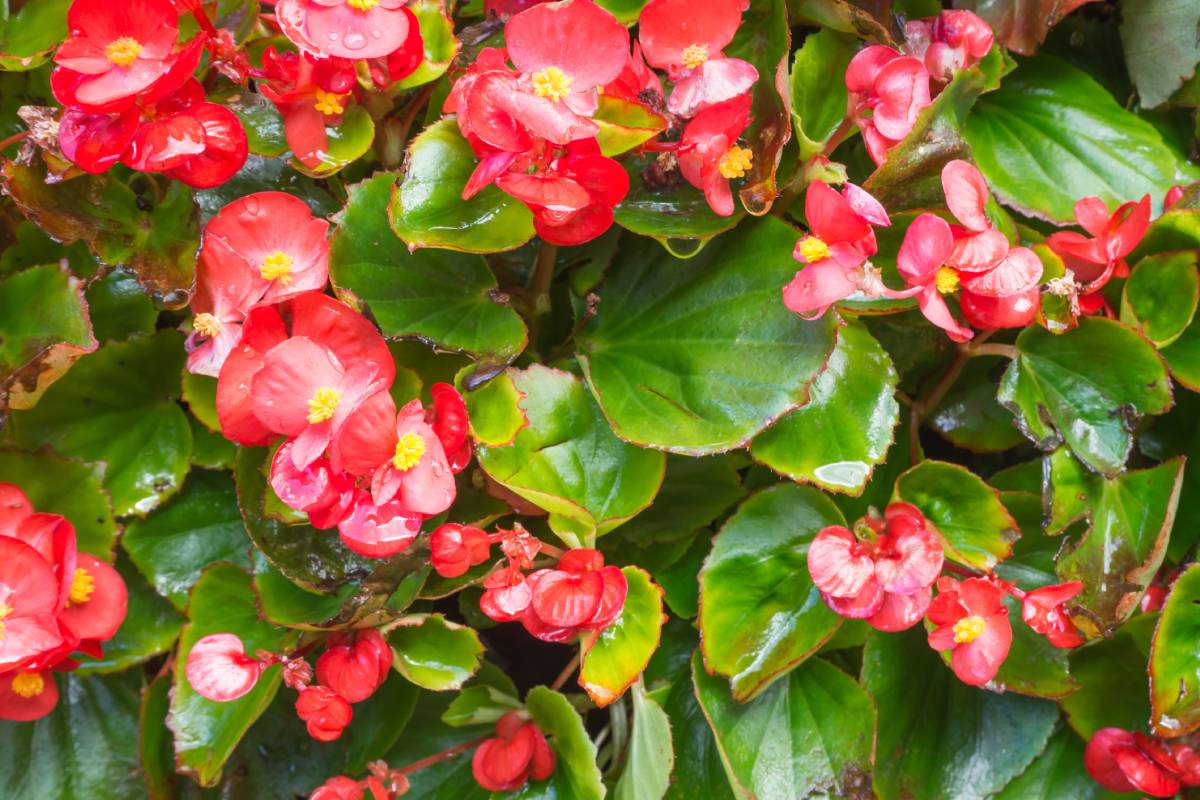 Red begonia