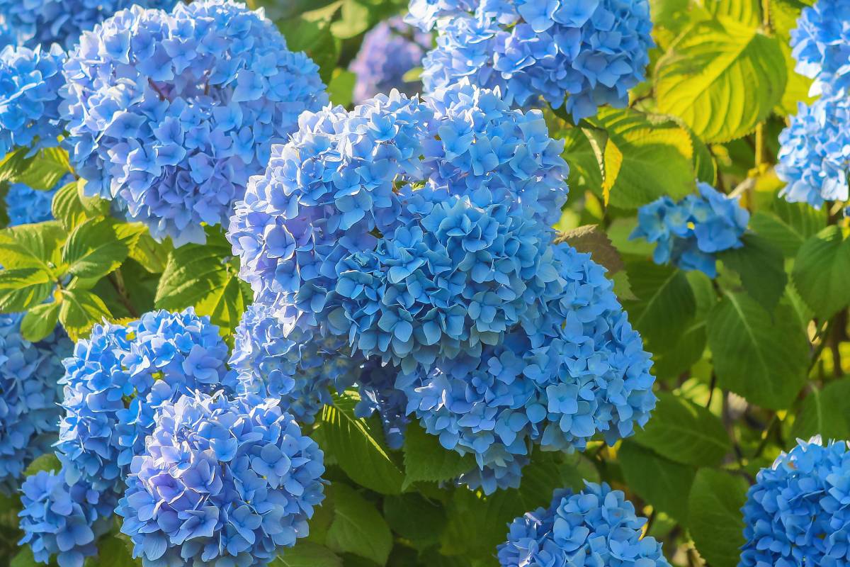 Ortensie blu