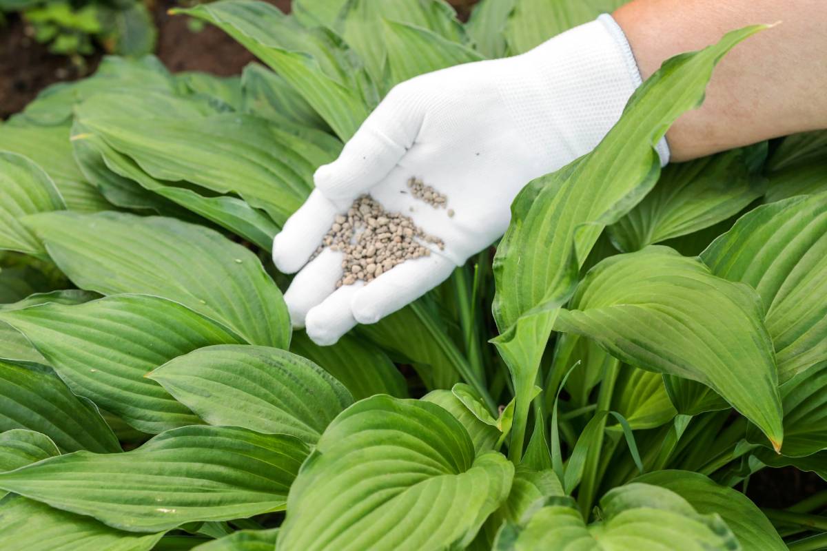 Hosta, concimazione