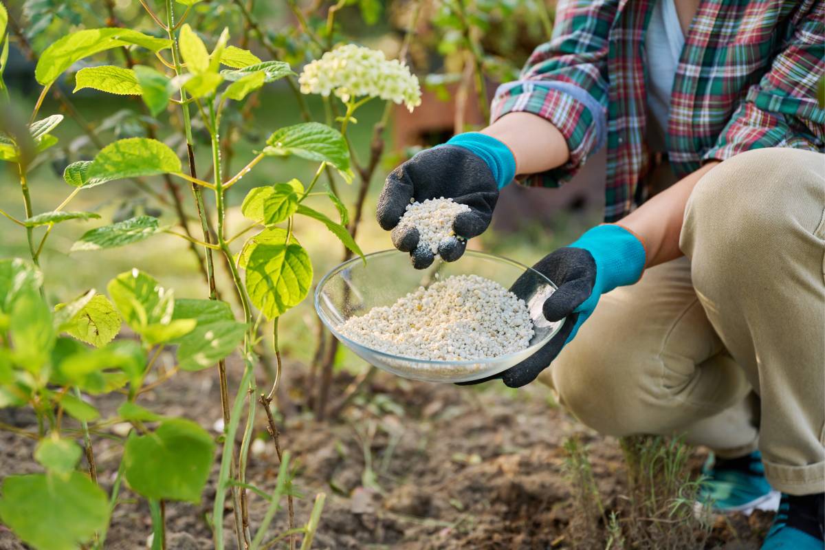 Concimazione delle ortensie