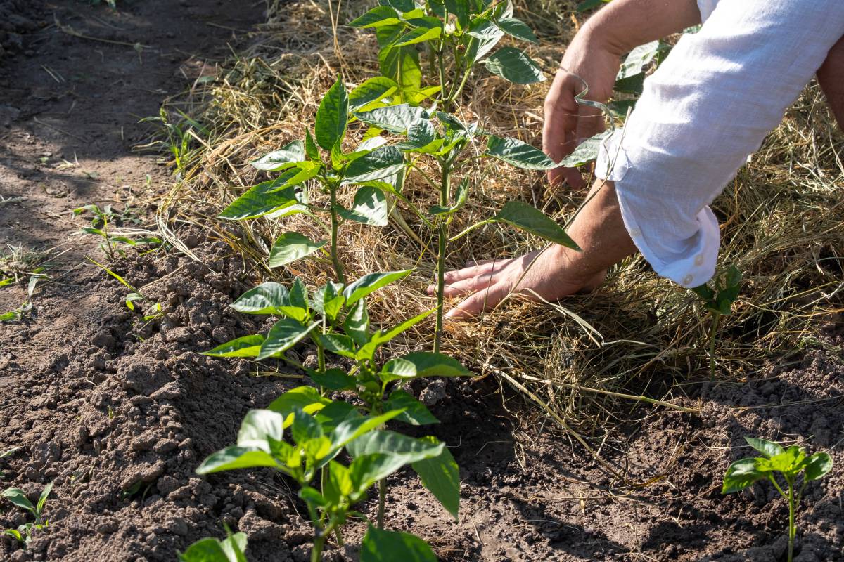Pacciamatura dell'orto autunnale prima del gelo