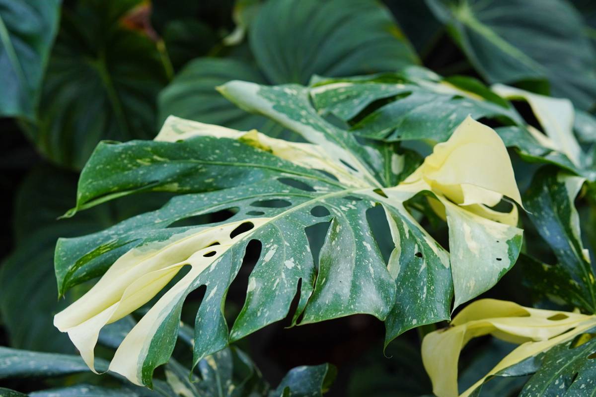 Foglie gialle della Monstera Thai Constellation 