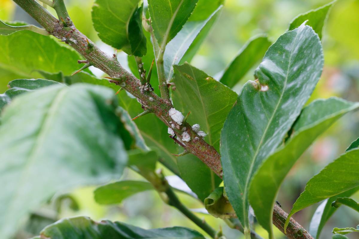 Cocciniglia su foglie del limone