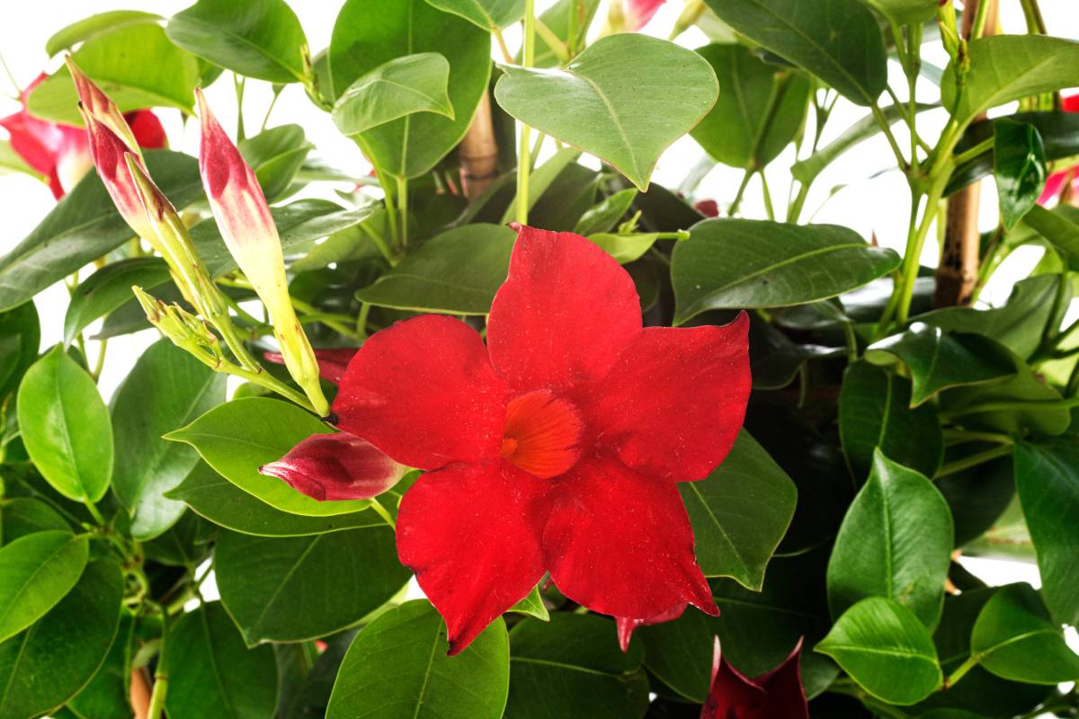 Dipladenia rossa
