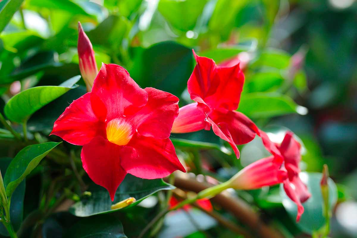 Dipladenia con fiori rossi