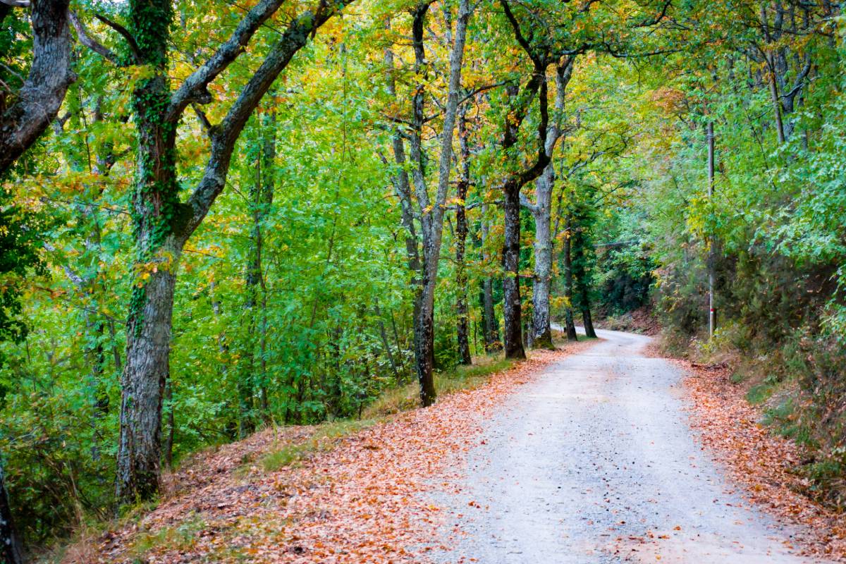 Bosco di Badia a Coltibuono, foliage nel Chianti da vivere in coppia