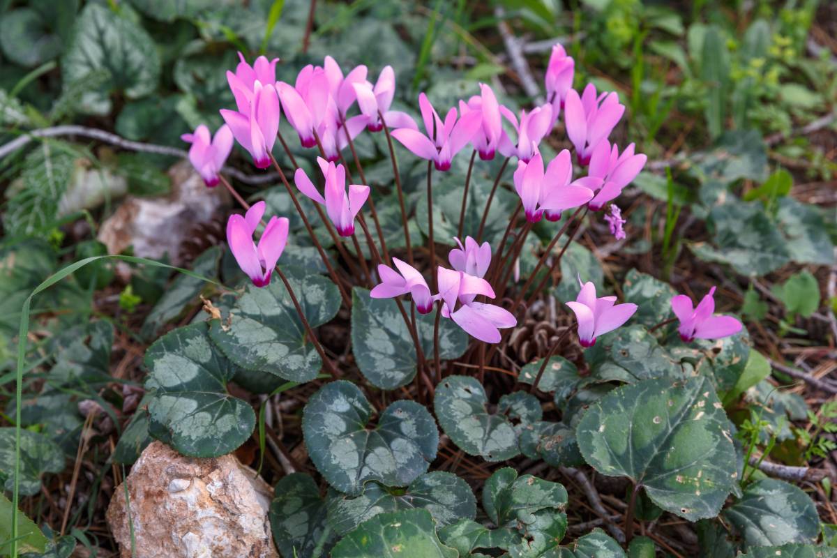 Ciclamini