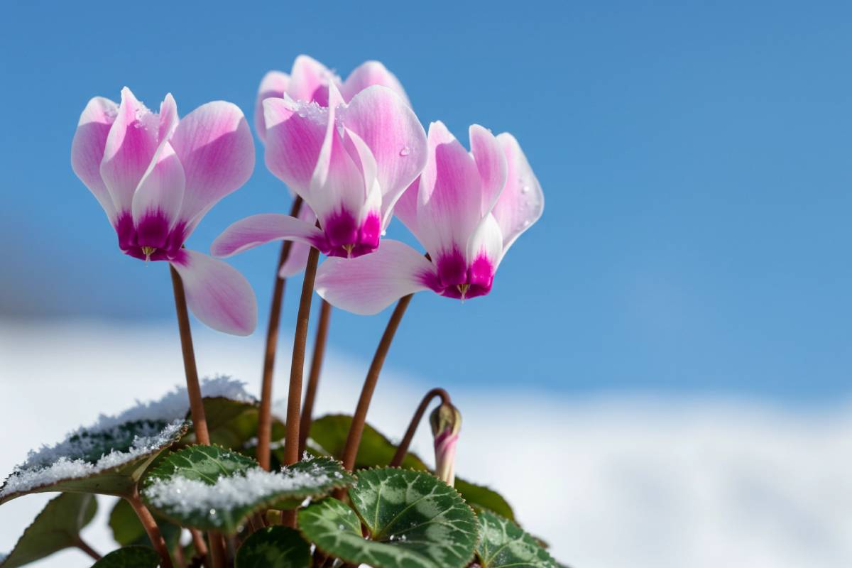 Ciclamini fuori in inverno: i 3 errori che li danneggiano