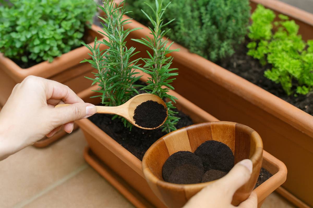 Concimazione piante aromatiche con i fondi del caffè