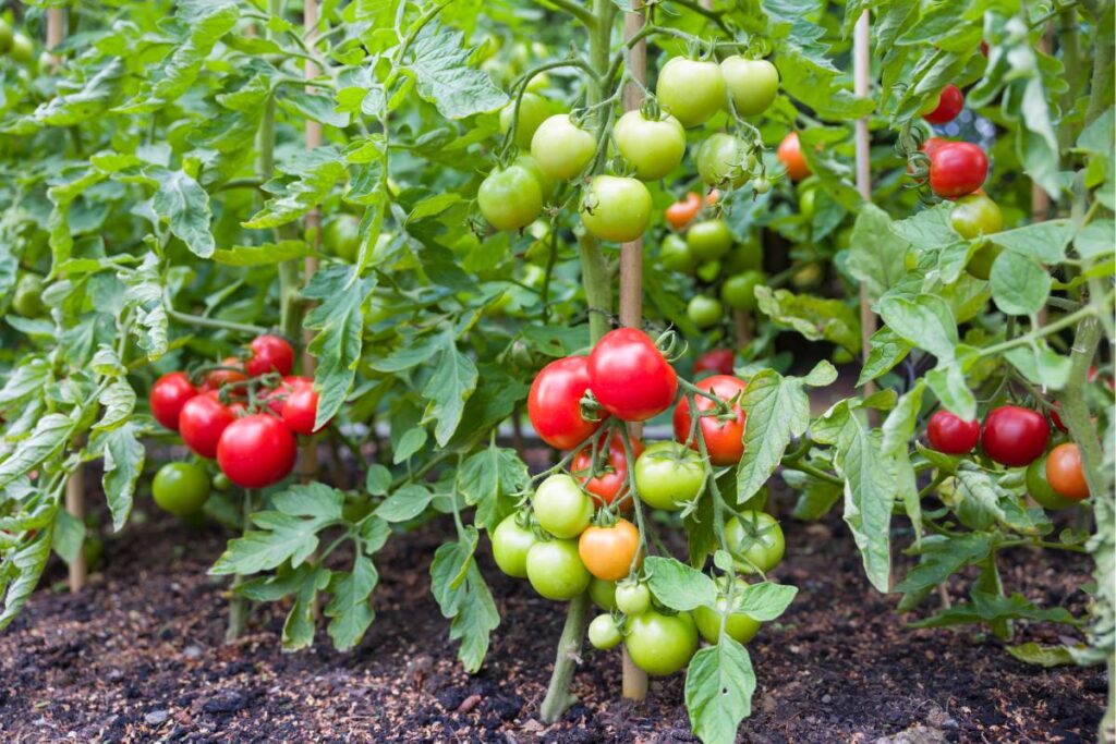 Pomodori in autunno: il segreto degli orti che durano fino a novembre