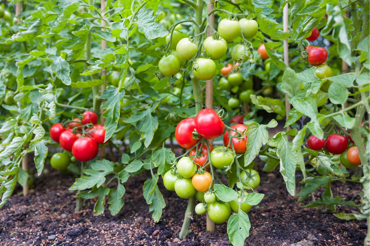 Pomodori dentro l'orto