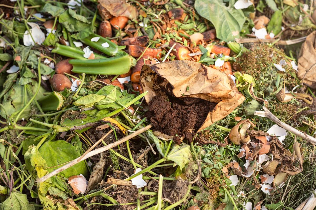 Fondi di caffè e compost