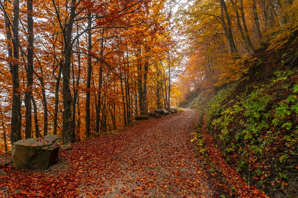 Parco delle Foreste Casentinesi