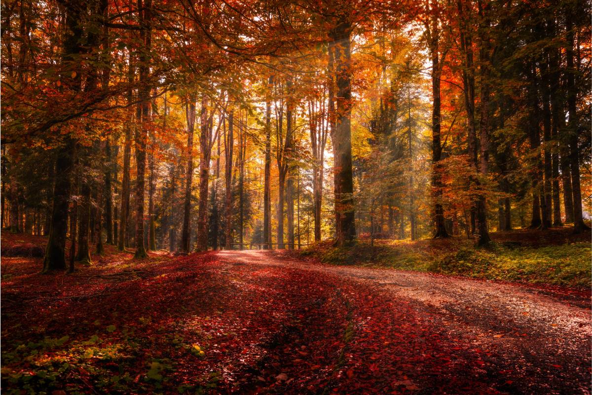 La Foresta del Cansiglio