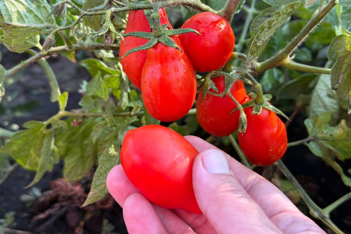 Uomo che controlla i pomodori