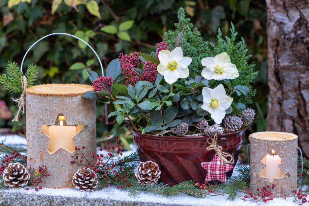 Elleboro o Rosa di Natale e decorazioni a tema natalizio