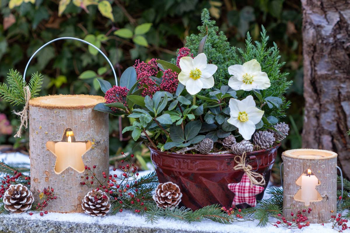 Elleboro o Rosa di Natale e decorazioni a tema natalizio