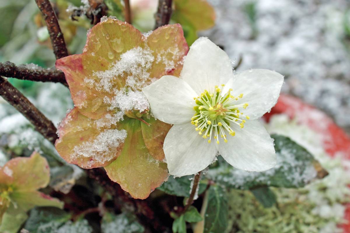 Elleboro nella neve