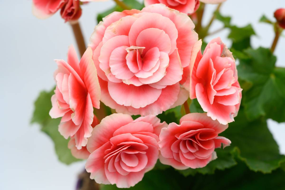 Begonia gigante rosa
