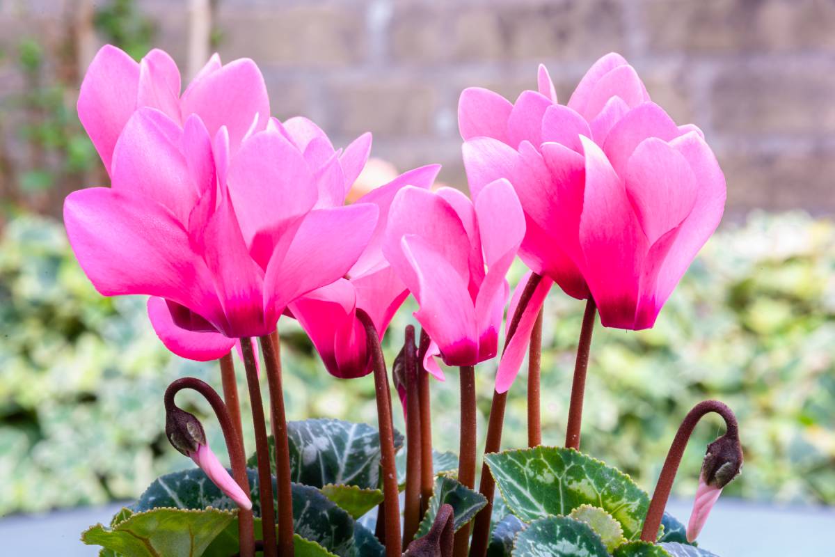 Ciclamino rosa